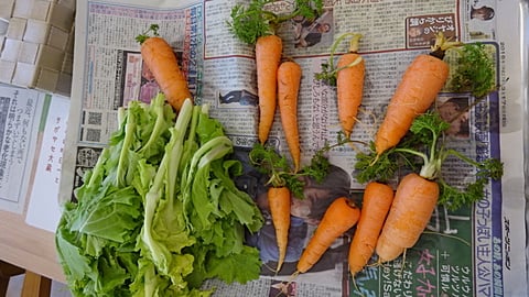 採れたて野菜です！