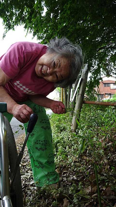 春の野草「はこべ」を採りに！