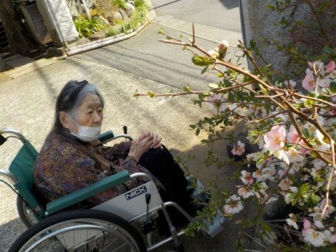 桜を見に行きました