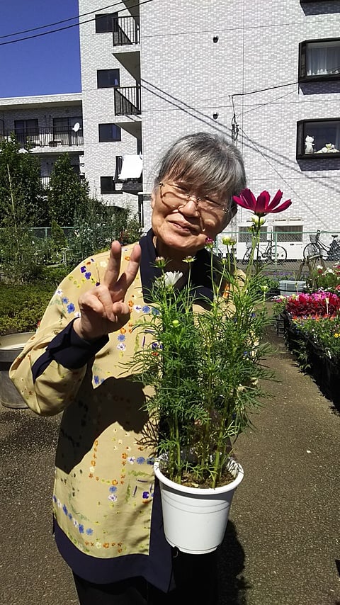 秋の花といえばコスモス♪