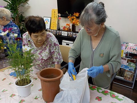 コスモスの植え替え中✿